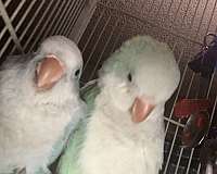 quaker-parrots-for-sale