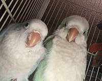 young-quaker-parrots-for-sale