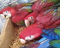 green-wing-macaw-for-sale