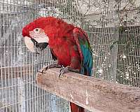 green-wing-macaw-for-sale-in-mesa-az