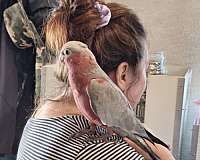 parrot-for-sale