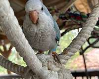 quaker-parrots-for-sale