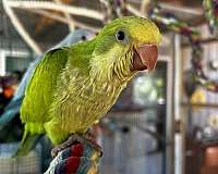 blue-quaker-parrots-for-sale