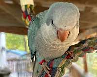 green-quaker-parrots-for-sale