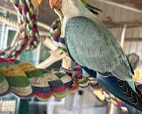 opaline-quaker-parrots-for-sale