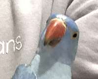 young-ringneck-parakeet-for-sale