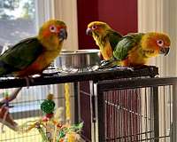 sun-conure-for-sale-in-waverly-va