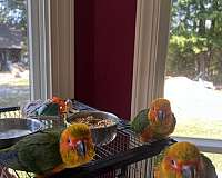 sun-conure-for-sale