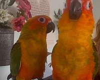 sun-conure-for-sale-in-waverly-va