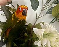 sun-conure-for-sale