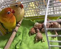 lovebird-for-sale-in-little-neck-ny