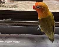 lovebird-for-sale-in-little-neck-ny