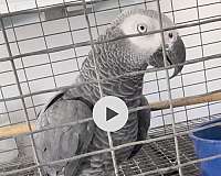 bird-adoption-in-bakersfield-ca