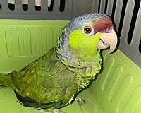 macaw-for-sale