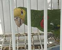 macaw-for-sale-in-bakersfield-ca