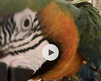 bird-for-sale-in-bakersfield-ca