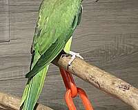 ringneck-parakeet-for-sale