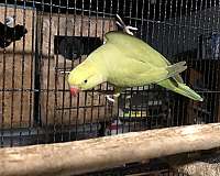 ringneck-parakeet-for-sale-in-manassas-va