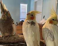 handfed-bird-for-sale-in-hudson-fl