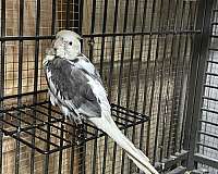 grey-bird-for-sale-in-hudson-fl