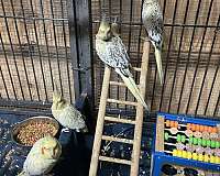 cinnamon-bird-for-sale-in-hudson-fl