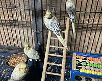 handfed-bird-for-sale-in-hudson-fl