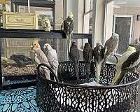 grey-bird-for-sale-in-hudson-fl