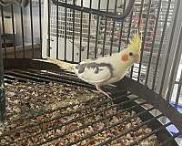 yellow-bird-for-sale-in-hudson-fl