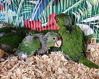 mitred-conure-for-sale