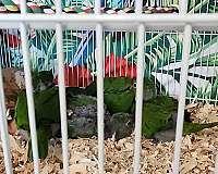 mitred-conure-for-sale-in-salem-or