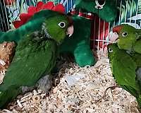 baby-mitred-conure-for-sale