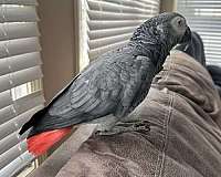 african-grey-parrot-for-sale-in-antioch-tn