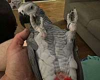 african-grey-parrot-parrot-for-sale-in-antioch-tn