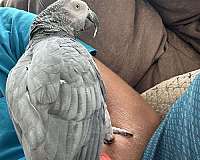 grey-bird-for-sale-in-antioch-tn