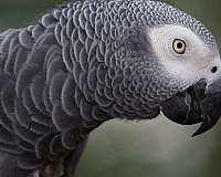 african-grey-parrot-for-sale