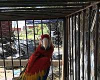 scarlet-macaw-for-sale