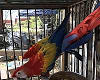 baby-scarlet-macaw-for-sale