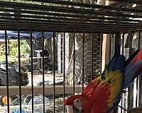 bird-parrot-for-sale