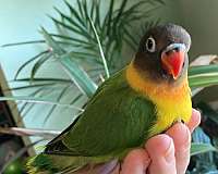 handfed-wild-lovebird-for-sale