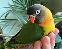 black-mask-lovebird-for-sale-in-spokane-wa