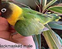 handfed-wild-male-female-bird-for-sale