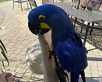 macaw-for-sale