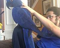 young-macaw-for-sale