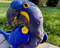 bird-parrot-for-sale