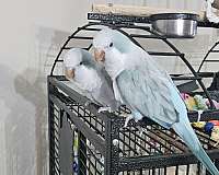 quaker-parrots-for-sale-in-palm-coast-fl