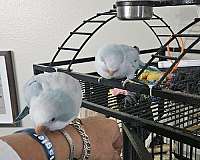 quaker-parrots-for-sale