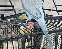 young-quaker-parrots-for-sale