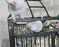 opaline-bird-for-sale