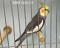 male-bird-for-sale-in-elgin-tx