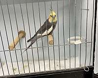 cockatiel-for-sale